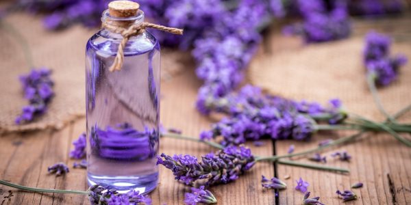 Fresh lavender flowers with massage oil